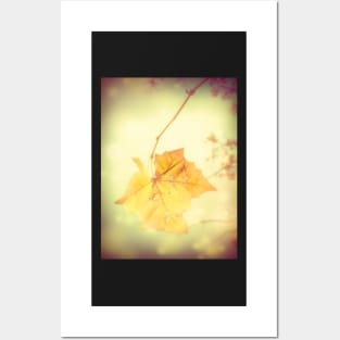 Leaf Autumn Sun Posters and Art